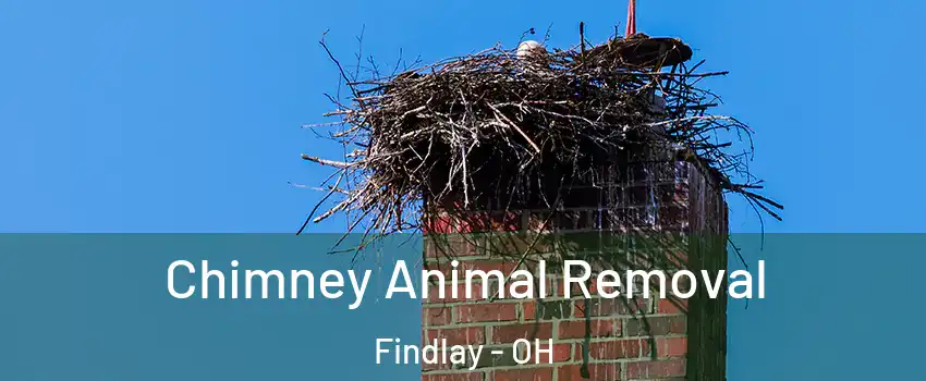  Chimney Animal Removal Findlay - OH