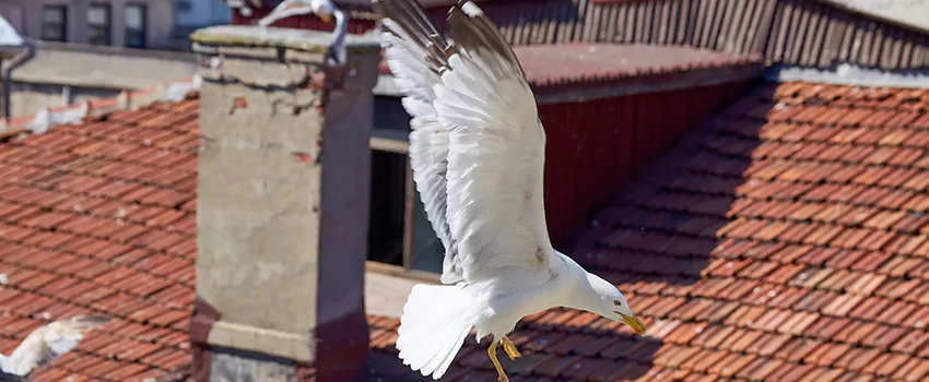 Residential Chimney Animal Removal Solution in Findlay, OH
